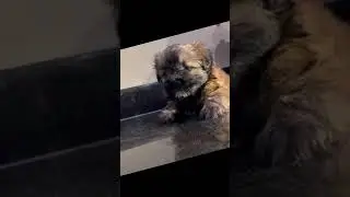 Sale Sale Shihtzu Puppies for Sale Lahore DHA Pedigree Vaccinated #sale #puppies #lahore #shihtzu