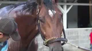 One-eyed horse, Patch,  to run in Derby 143