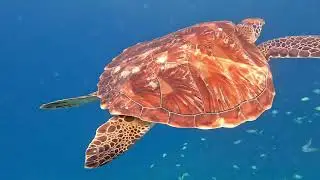 GILI ISLAND-LOMBOK🇲🇨🇲🇨🇲🇨🇲🇨