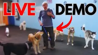 How to calm an excited dog around other dogs