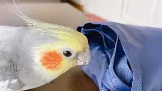 長時間お留守番させるとこうなっちゃいます？！オカメインコこはくさん