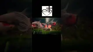Mis koi y goldfish en acci&oacute;n 🐟🔥 (no te lo pierdas)
