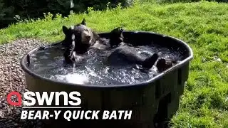 Watch this adorable moment a black bear gives himself a relaxing bath 🐻🛁 | SWNS