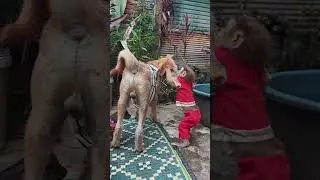 Cuteness Overload: Monkey Playing with Cute Pets #babyanimal #monkeysr