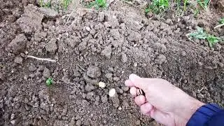 Sowing broad beans.