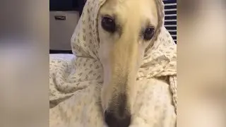FUNNY BORZOI DOG - VINE COMPILATION