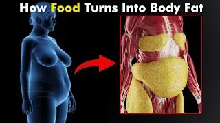 The Journey of Food: From Digestion to Fat Storage