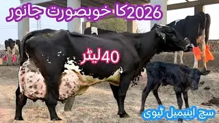 Girlando cow | Girlando gay| 