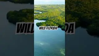 WILD Florida #florida #willdlife #animals #nature
