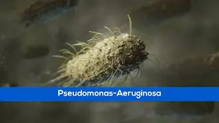Medical Animation - Pseudomonas Aeruginosa - Bacteriology - Immunity