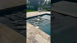 Dog COOLING Off in a POOL