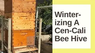 Winterizing Central California Bee Hives | Backyard Beekeeping | The Urban Lady Bug