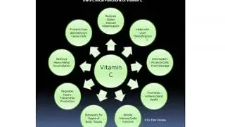 Functions of Vitamin C