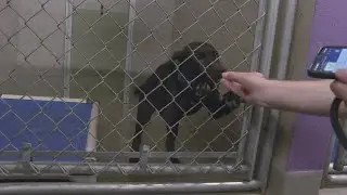 'We are at crisis level': Wisconsin Humane Society reduces adoption fees as need for dog adoptions s