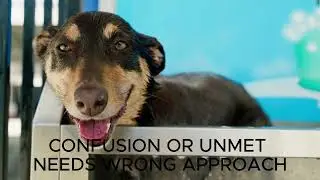 Most People Train Their Dog WRONG &ndash; Here&rsquo;s Why (Dog Training Mistakes You Must Avoid)
