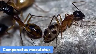 Муравьи Camponotus maculatus.История моей семьи и оценка вида.