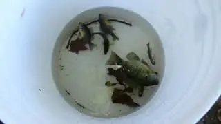 CT DEEP electrofishing in Beardsley Park