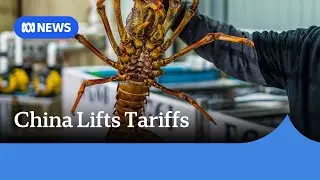 Chinese trade restrictions on Australian lobsters to be lifted | ABC