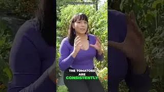 Top 3 Heirloom Tomatoes You MUST Grow This Season!