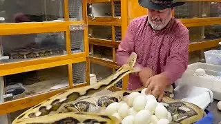 GIANT PYTHON SNAKE GOES CRAZY😱