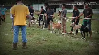 #porbi Pacu Anjing di muaralabuh