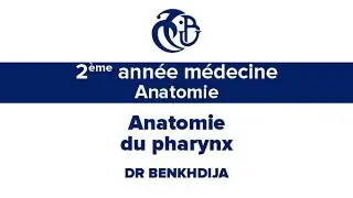 2ème année médecine, Anatomie, Anatomie du pharynx