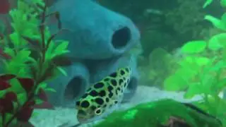 Kogelvis tetraodon biocellatus