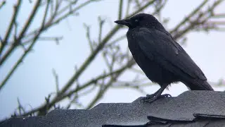 iPhone 12 Pro Digiscoping