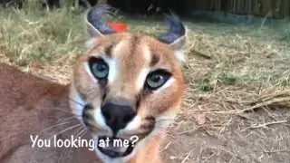 The Many Faces Of A Caracal Called Lucius | Moholoholo South Africa