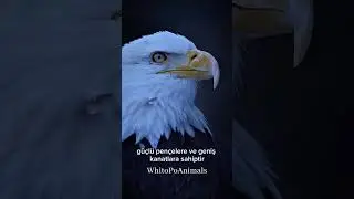 Kel kartal balık avlama konusunda uzmandır, g&uuml;&ccedil;l&uuml; pen&ccedil;elere ve geniş kanatlara sahiptir.