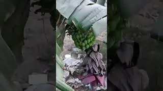 banana tree with fruits in small garden subscribe my channel #shortvideo#subscribe