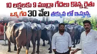 10 లక్షలకు 9 ముర్రా గేదెలు కొన్న రైతు ఒక్క గేదె 30 వేల తక్కువ లో ఇస్తున్న || Murrah Buffalo Price 