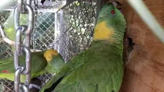 Yellow Naped Amazons breeding behaviours.