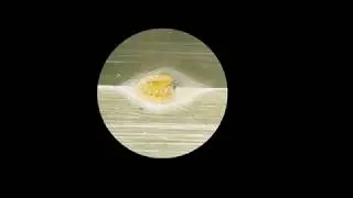 Bucculatrix, tissage de l'abri de mue