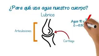 ¡Importancia de la Hidratación!
