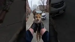 I Found a Stray Cat&hellip; and Took Her Home#cat #aishorts #animals