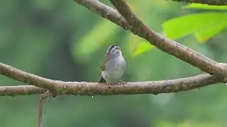 Pinzon conirostro (Arremonops conirostris). Black striped sparrow canto