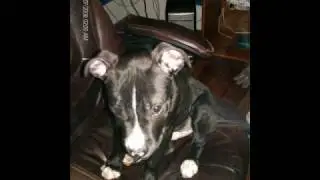 stop bsl
