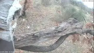 live streaming  animali Appennini umbro - marchigiano: ricci, cinghiali ,volpi istrici, lupo.