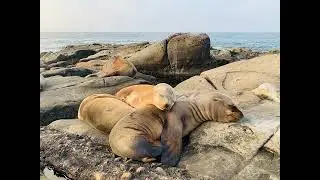 Colony of Sea Lions Sounds 1 Hour