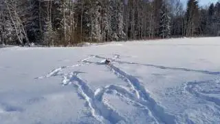 Tinchen - Kromfohrländer Junghund im Schnee - 3.02.2015