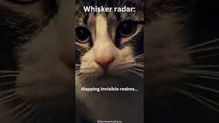 Feline Fortune Cookies: Whisker Radar #short #cat #subcribe