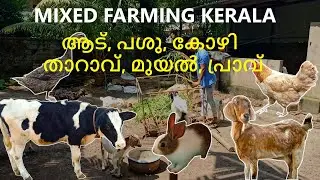 Mixed Farming in Kerala | Profitable | സമ്മിശ്ര കൃഷി | ആട്, പശു, കോഴി, താറാവ്, മുയൽ, പ്രാവ്
