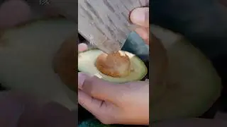 Pure soap made from avocado. #shortvideo