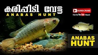 ANABAS FISHING. karipidi fishing. kalluthi fishing. fishing kerala