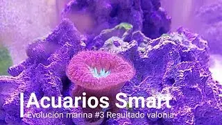 Acuarios Smart | Evolución marina #3 ( Resultado valonia)