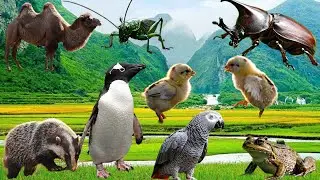 Cute Pet Videos: ,ELEPHANT, BE, EAGLE, TOAD, ,CAT, Chicken ,Elephant ,Tiger ,Camel , Animal Sounds