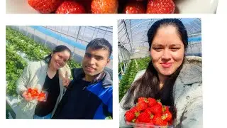 the first strawberry 🍓🍓pinking of the season at Japan agriculture farm 🍓🤤😊#youtube#strawberry #farm