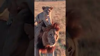 MUFAZA & SIMBA ☺️☺️ / Movies become real 😘❤️ / lovely lion moments 😘❤️ #mufasa #simba #lion #safari