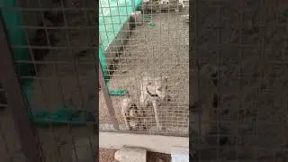 Combai dog | Native breed | Aura Organic Farm-Pudukkottai